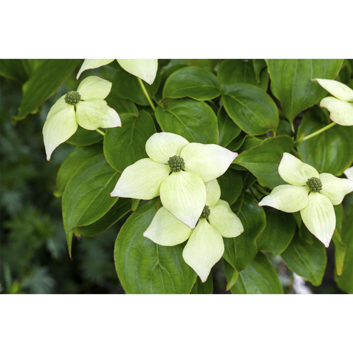 Plantiflor Chinesischer Blumen-Hartriegel Topf Durchmesser 21 cm