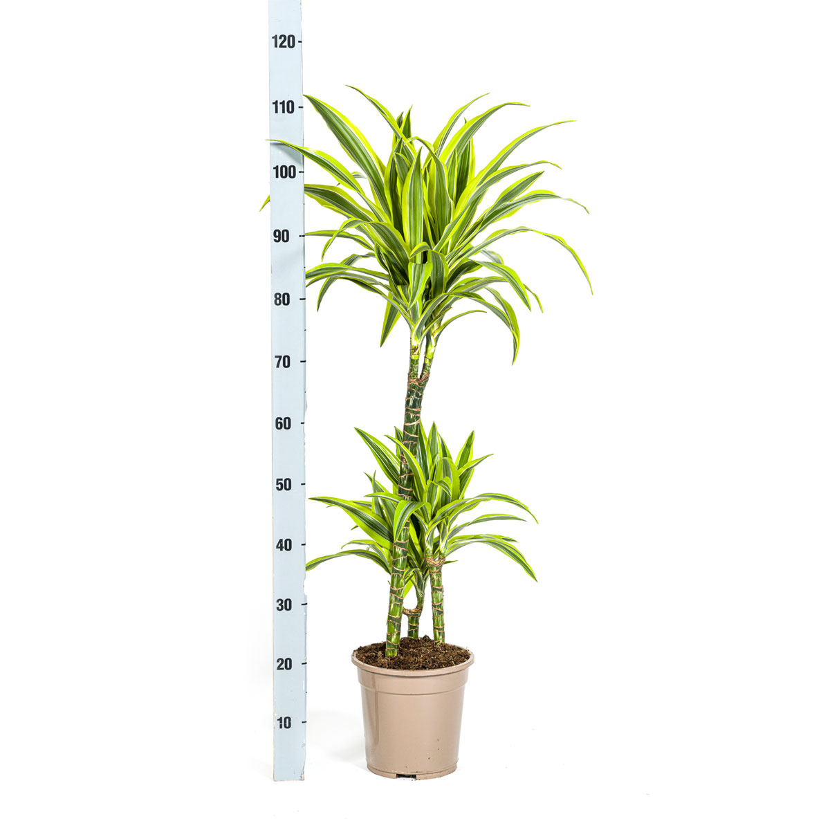 Duftender Drachenbaum „Lemon Lime“, Topf Ø 21 cm Bild 2