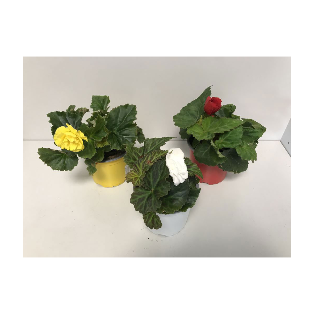 Plantiflor  Knollenbegonie verschiedene Farben T12 Bild 2