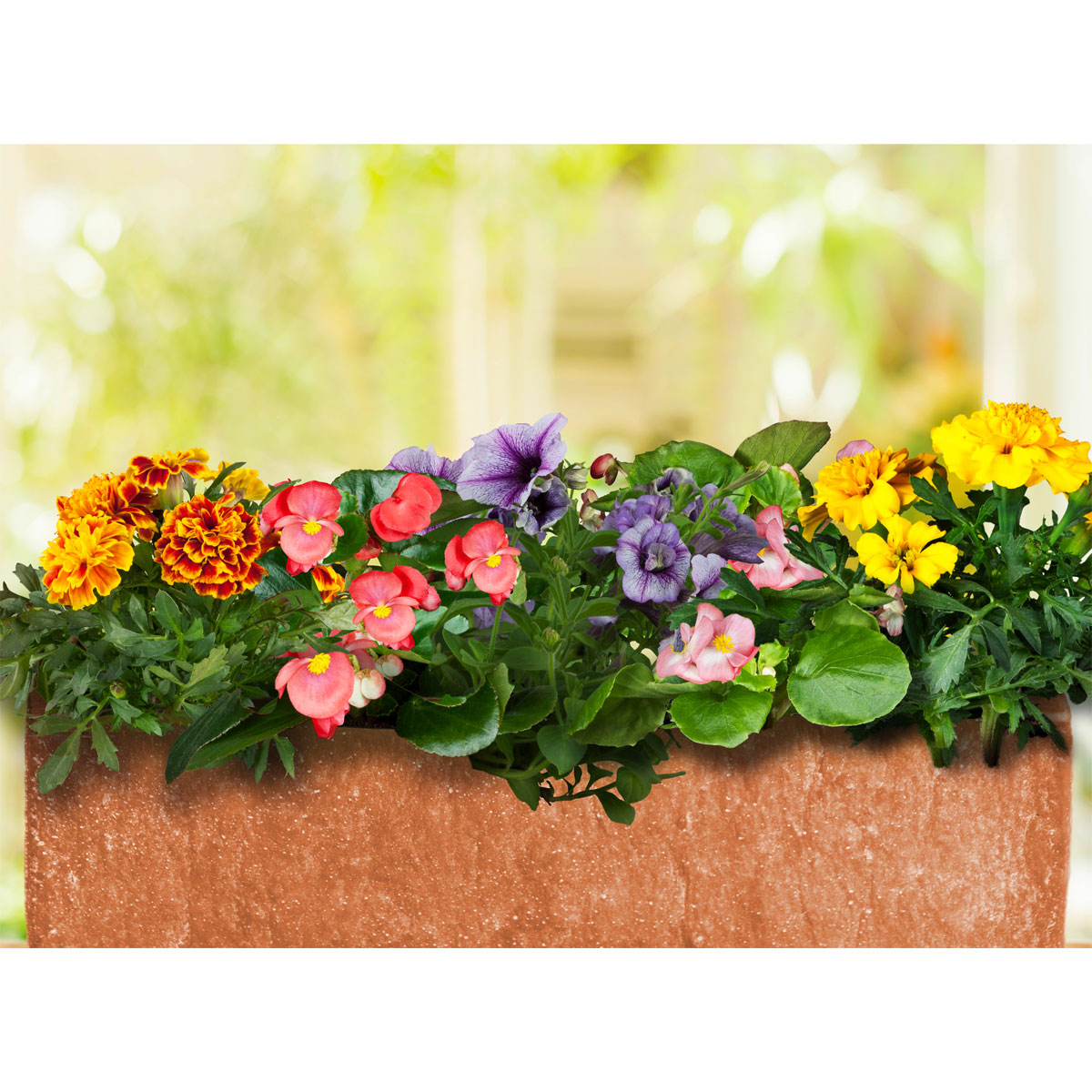 Plantiflor  Eisbegonie Topf Durchmesser 10,5 cm Bild 6