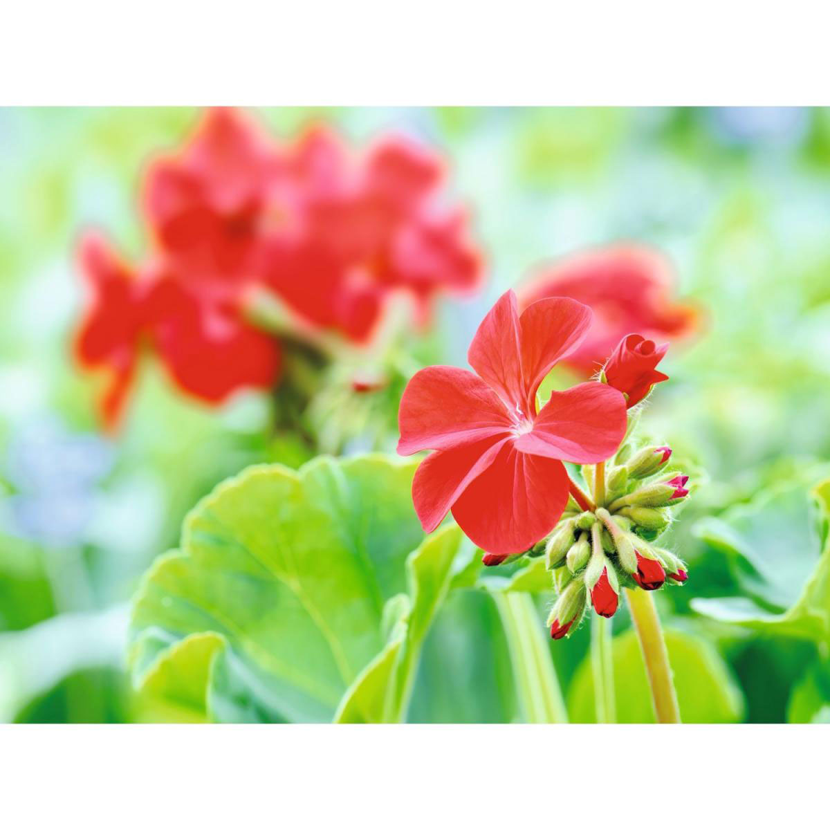 Plantiflor  Geranie Pelargonium zonale/peltatum 6er Pack versch Farben Bild 2