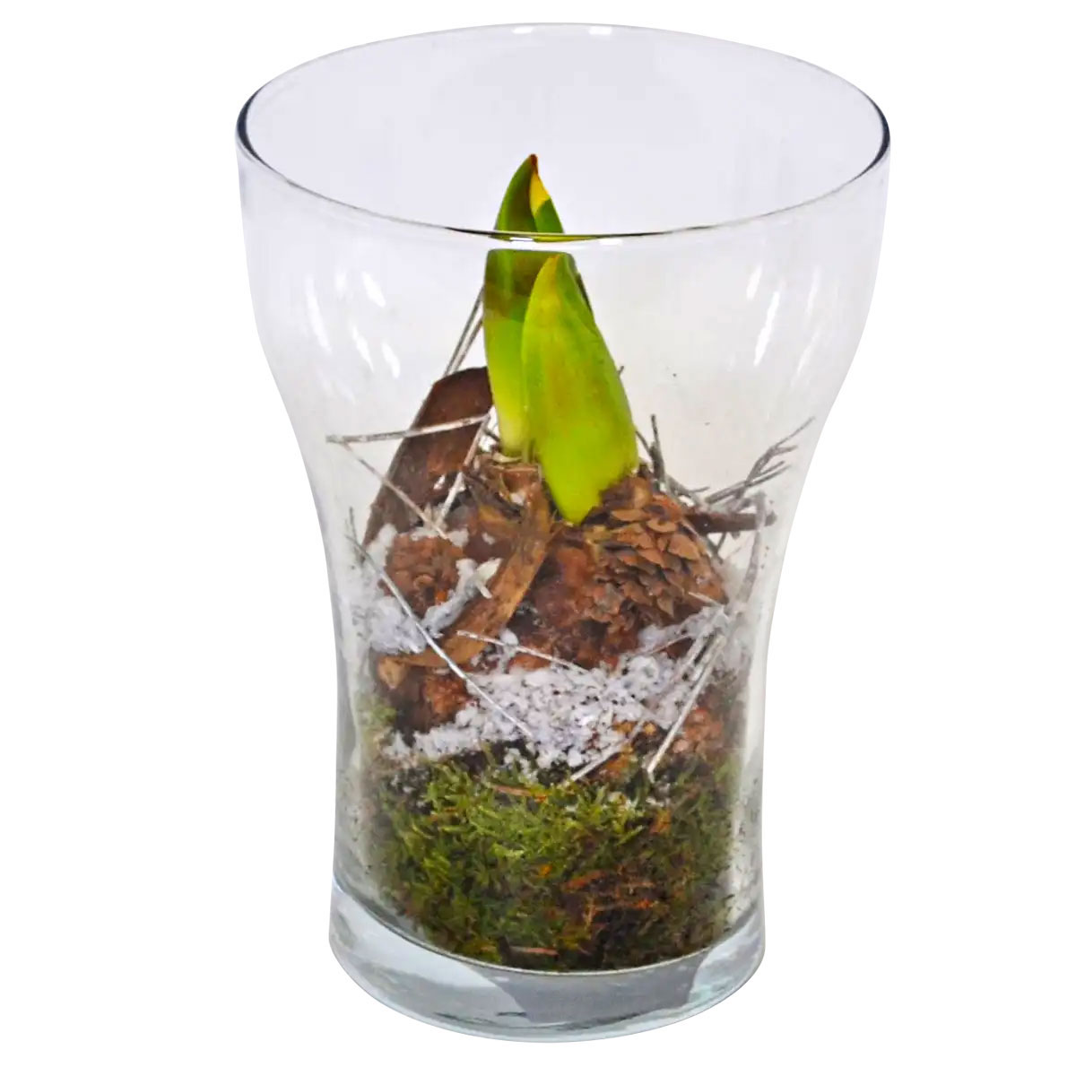 Plantiflor  Amaryllis im Glas Durchmesser 14 cm Bild 2