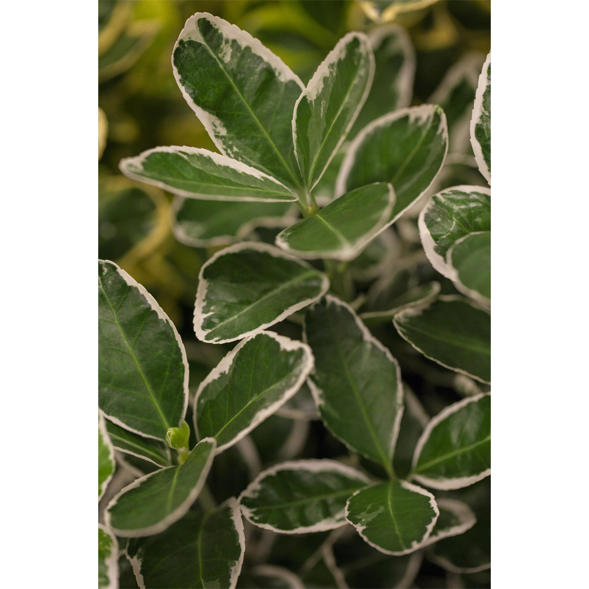 Plantiflor Japanischer Spindelstrauch Albomarginatus Topf Durchmesser 15 cm