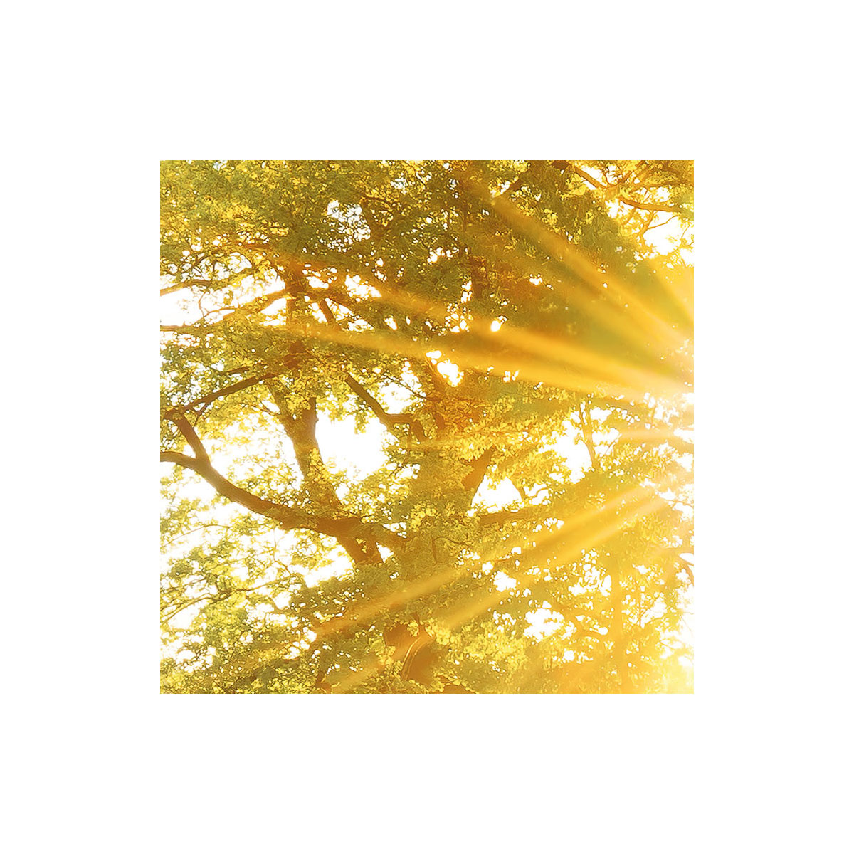 Komar  Vlies Fototapete Golden Moment 400x250 cm Bild 5