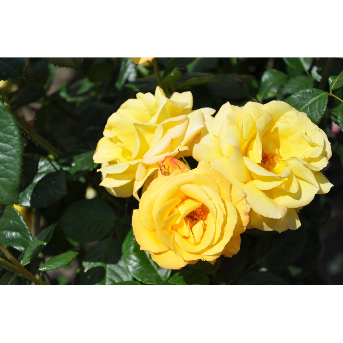 Plantiflor  Beetrose Gelb Topf Durchmesser 19 cm