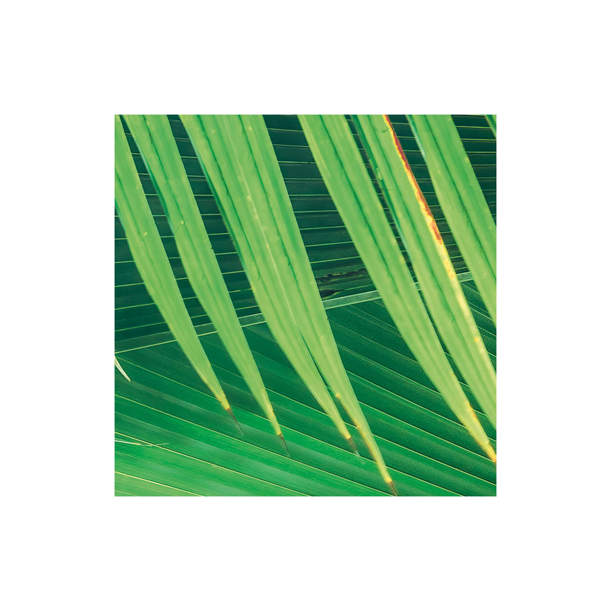 Komar  Vlies Fototapete Dschungeldach 450x280 cm Bild 3