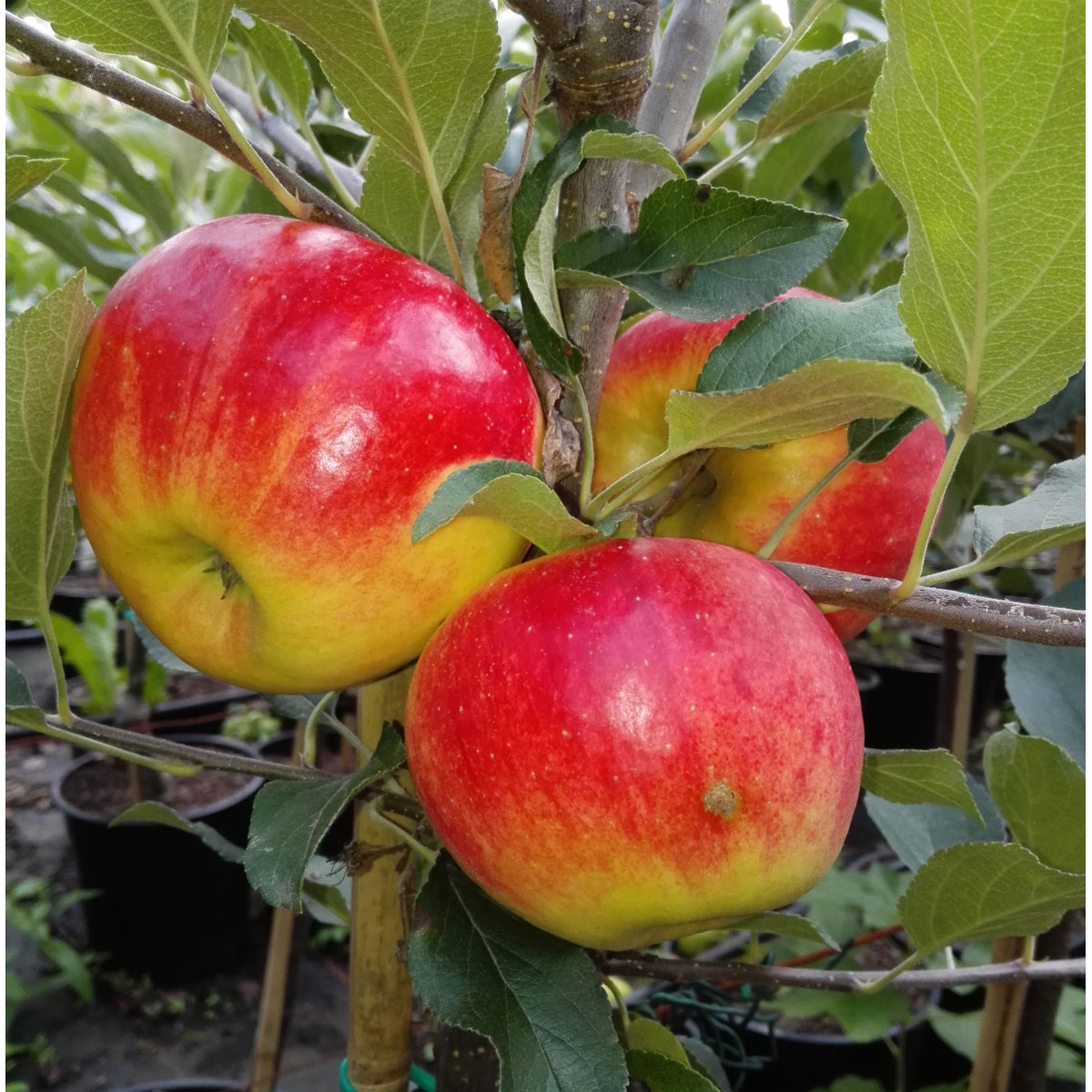 Apfel Elstar allergikergeeignet