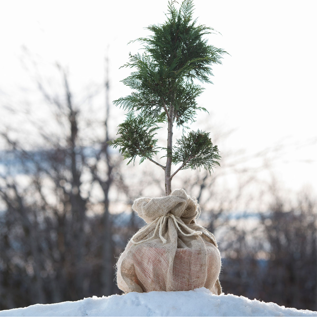 Windhager Jute-Sack natur Öko 80 x 60 cm Bild 6