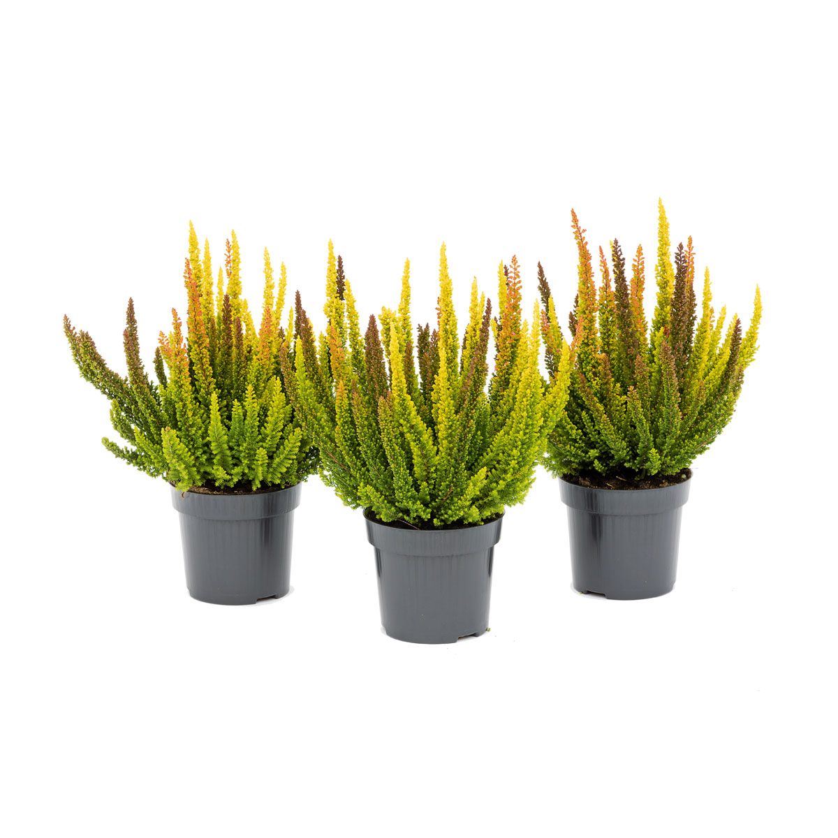 Plantiflor  Knospenblüherheide Calluna Beauty Ladies Topf-⌀ 6 cm Bild 1