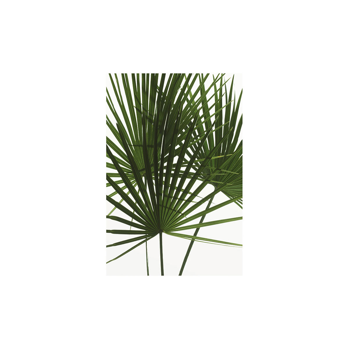 Komar  Wandbild Palmtree Leaves 30x40 cm Bild 2