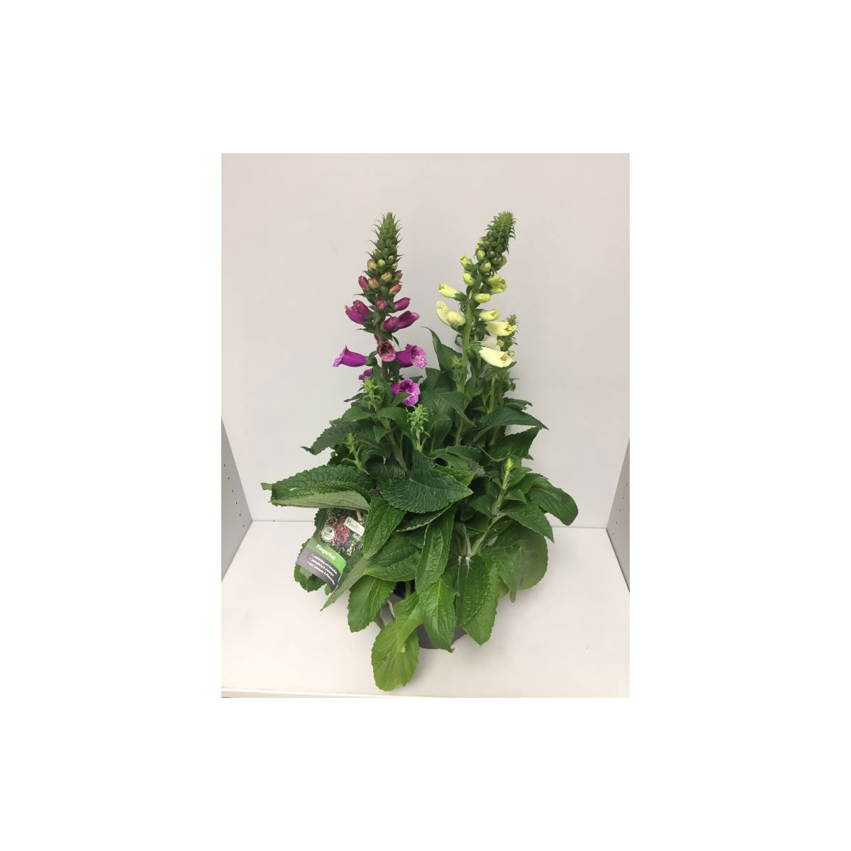 Plantiflor  Fingerhut Duo T19