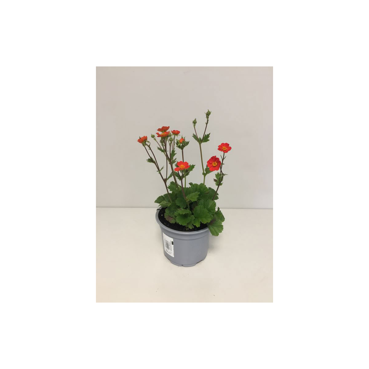 Plantiflor  Nelkenwurz Topf Durchmesser 13 cm