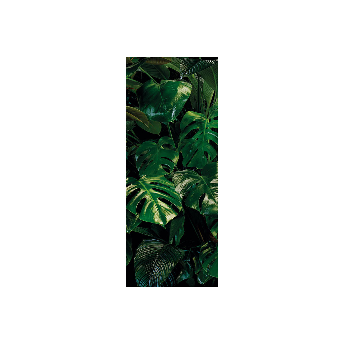 Komar  Vlies Fototapete Tropical Wall Panel 100x250 cm Bild 2