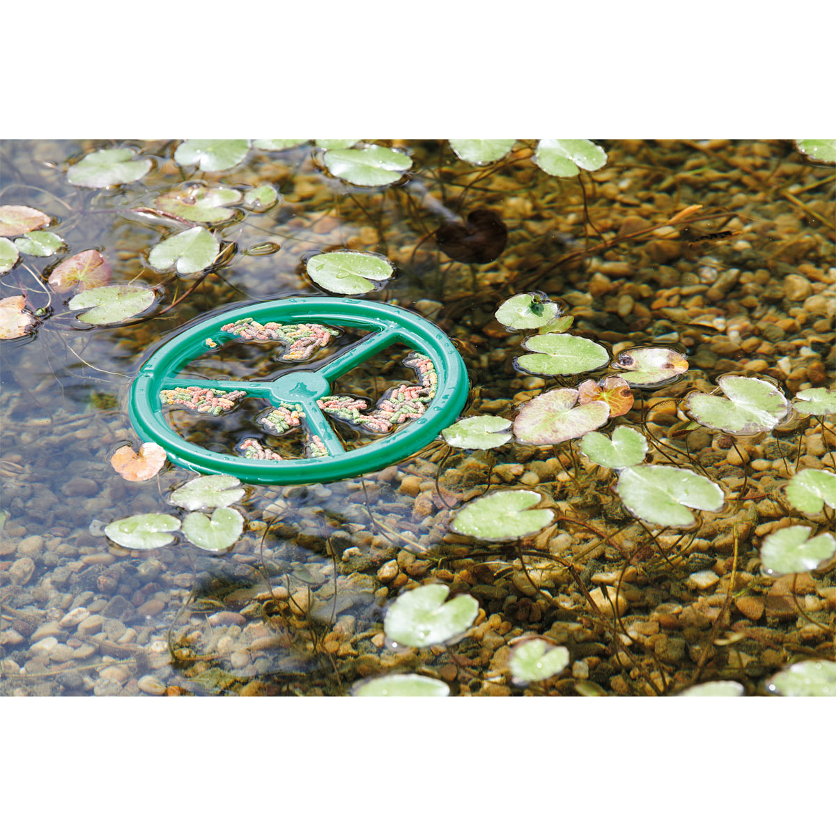 Oase Pontec Fütterungsring PondoFeed Ring Bild 4