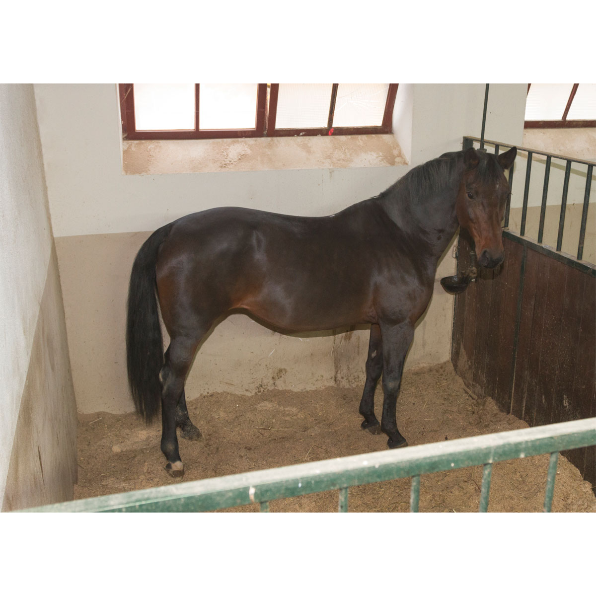 Stallüberwachungs-Kamera IPCam 2.0 schwarz Bild 10