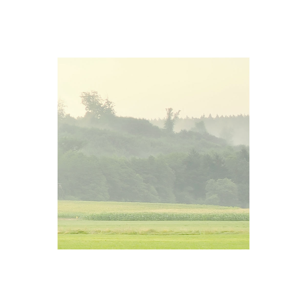 Komar  Vlies Fototapete The Magic Tree 450x280 cm Bild 7