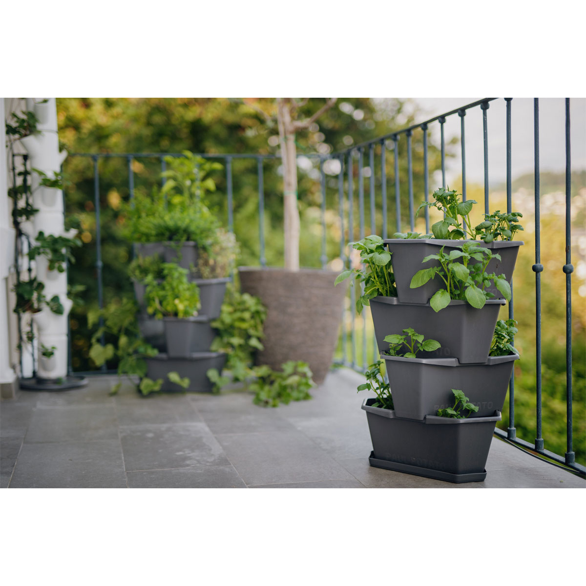 Anzuchtsgefäß Paul Potato anthrazit 4er Set Bild 6