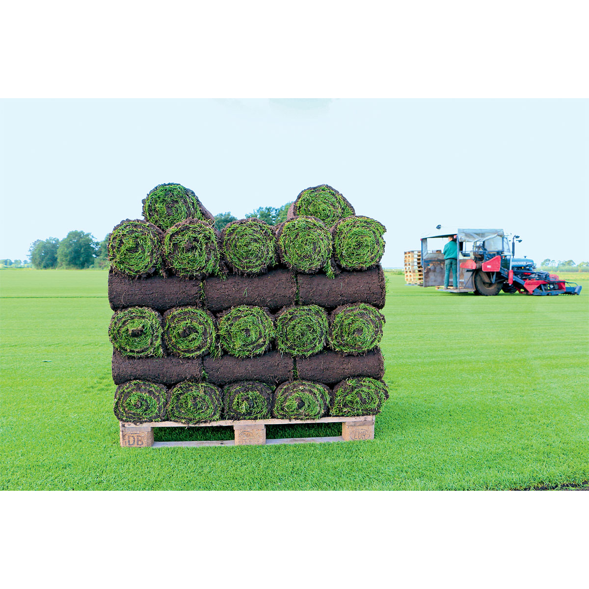 Plantiflor Rollrasen Sport und Spiel Bild 5