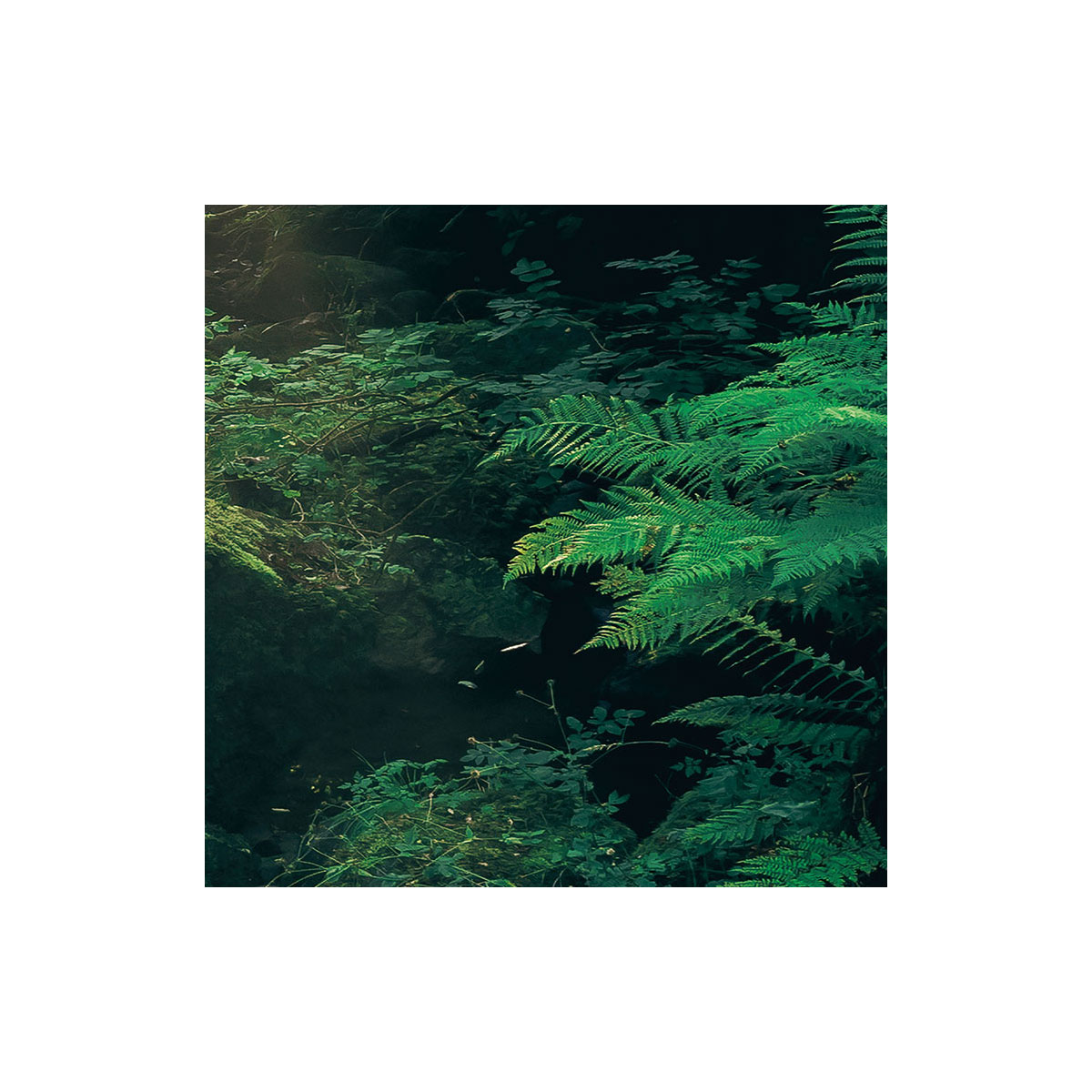 Komar  Vlies Fototapete Divine 200x250 cm Bild 8