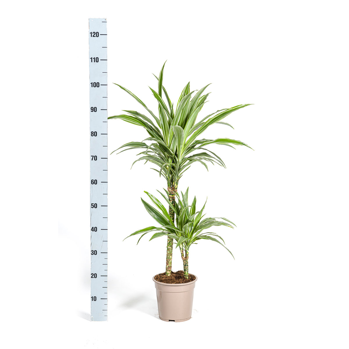 Duftender Drachenbaum „White Stripe“, Topf Ø 19 cm Bild 2