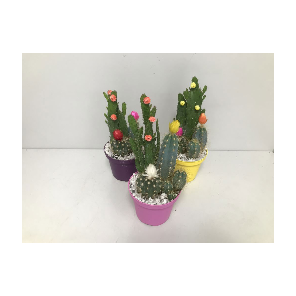 Plantiflor  Kakteen mit geklebten Blüten verschiedene Sorten T10