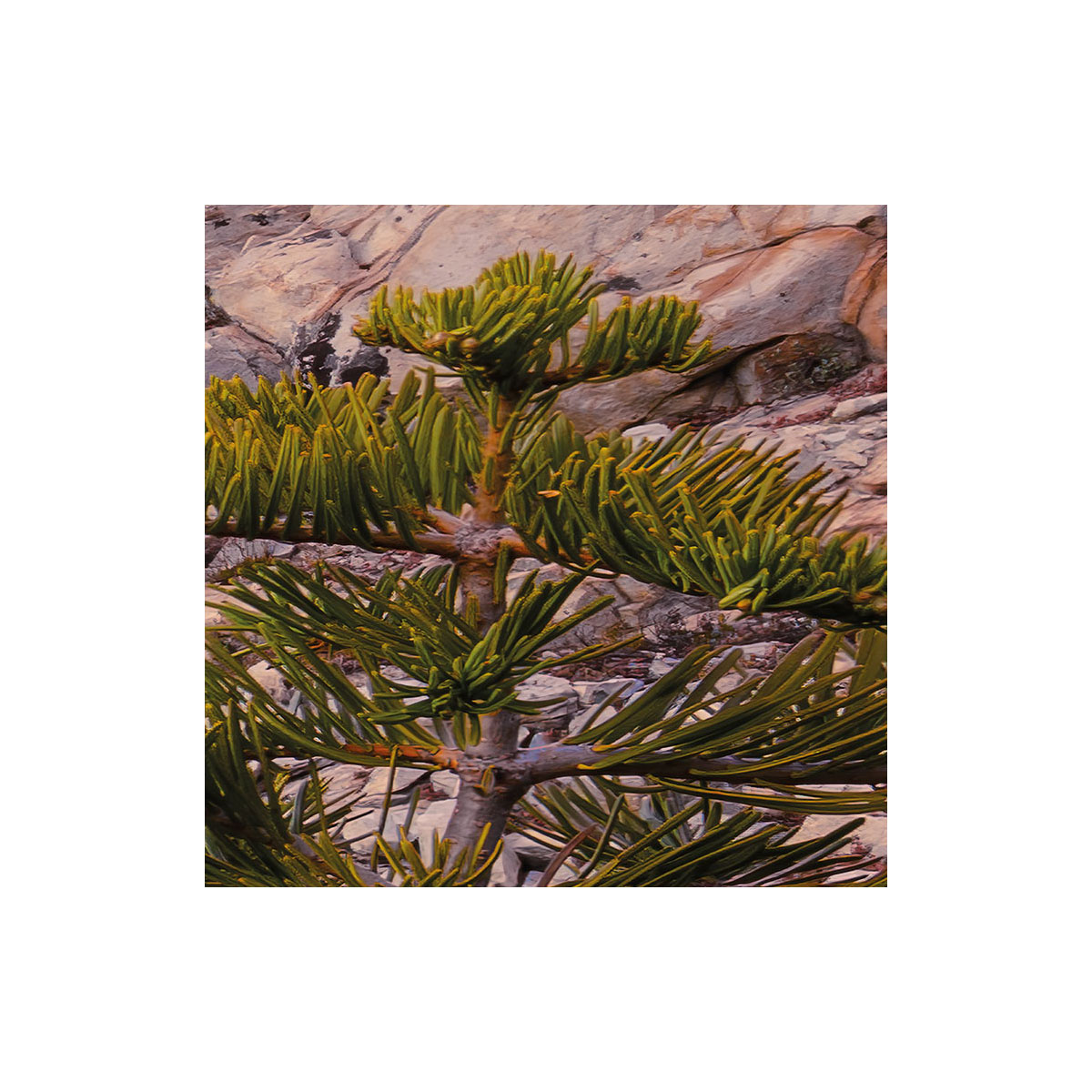 Komar  Vlies Fototapete Between the Light 450x280 cm Bild 4