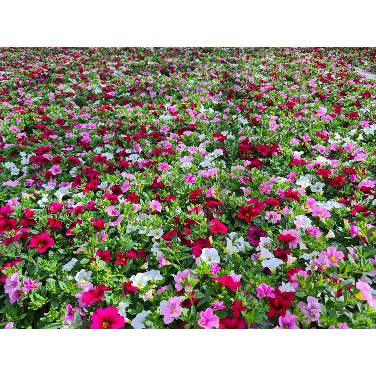 Plantiflor  Zauberglöckchen Crazy Einhorn T12 Bild 3