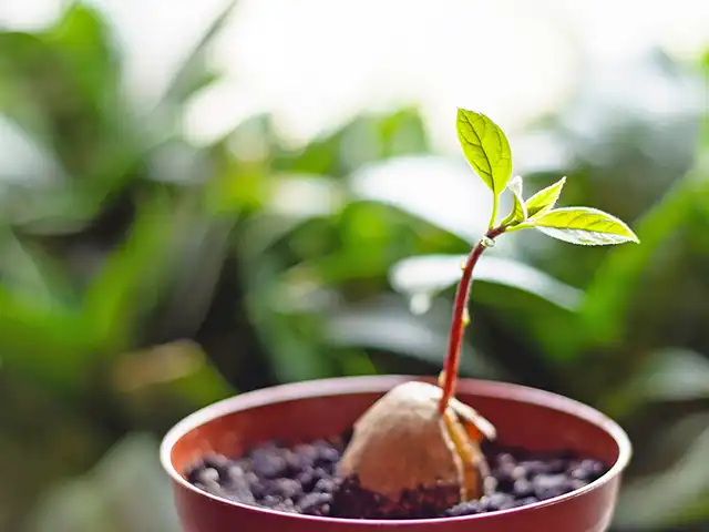 Ein Avocado-Keimling wächst in einem Topf mit Erde vor unscharfem, grünem Hintergrund.