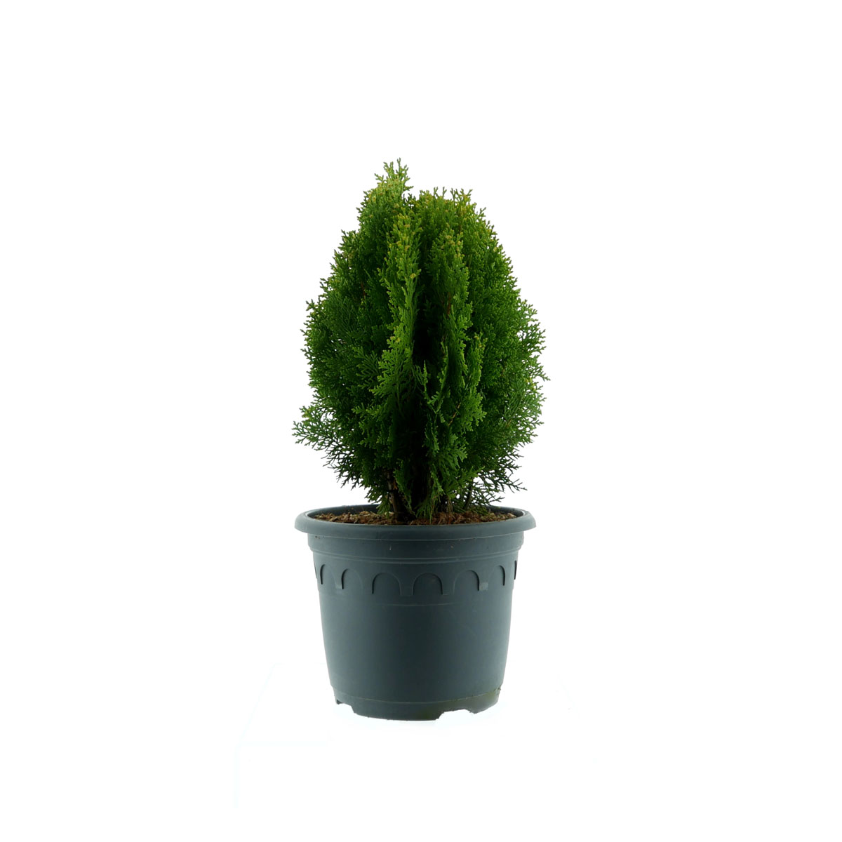 Plantiflor Gelber Zwerg-Lebensbaum Aurea Nana Topf Durchmesser 23 cm