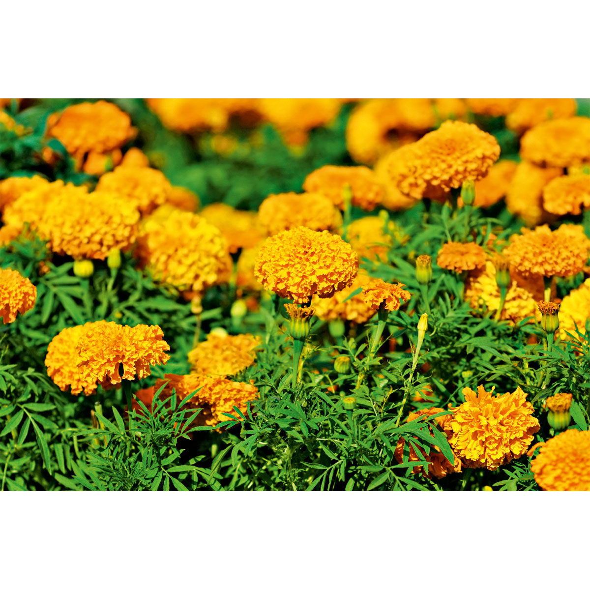 Plantiflor  Aufrechte Studentenblume Topf Durchmesser 10,5 cm