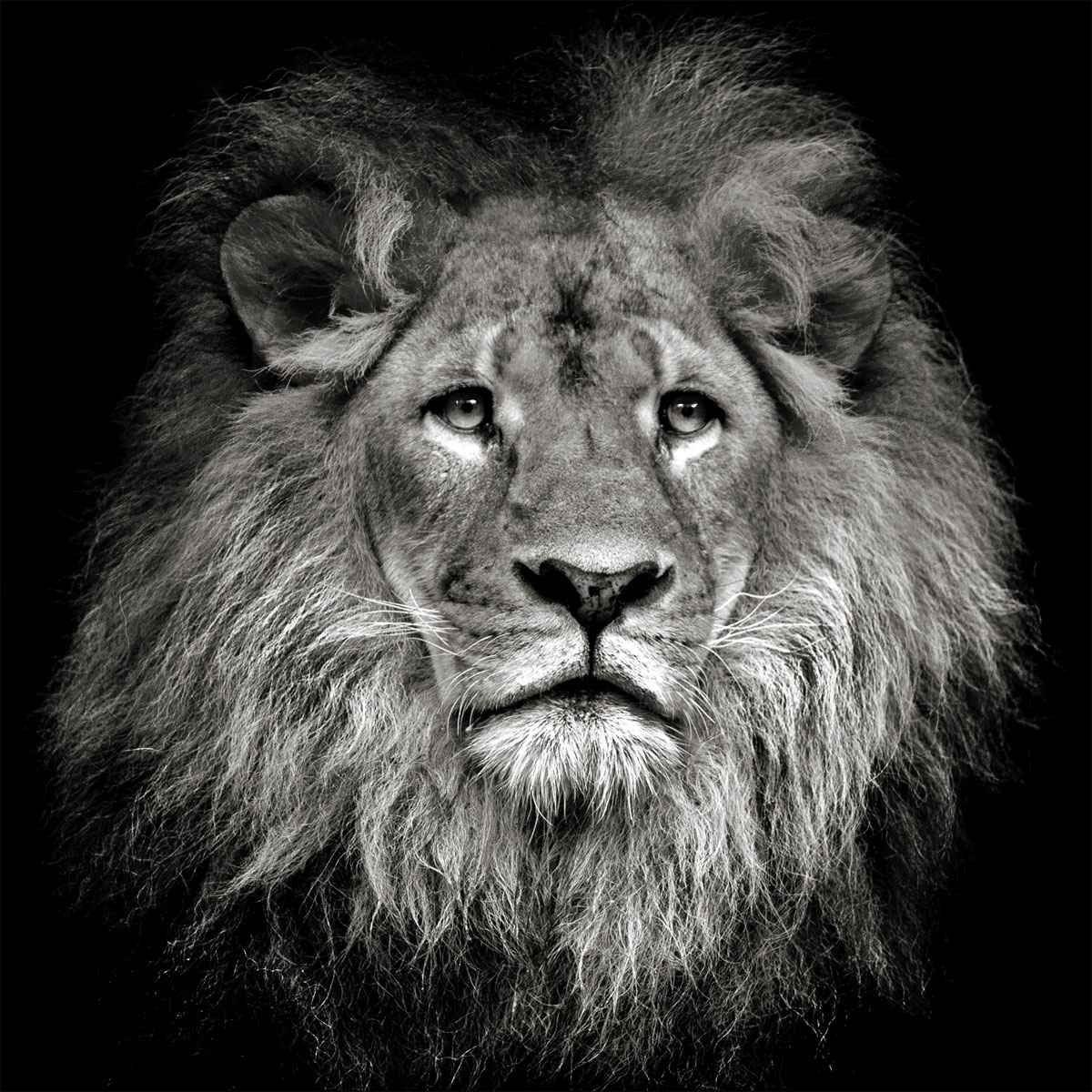 Kunstleinwand AN827N5 40 x 40