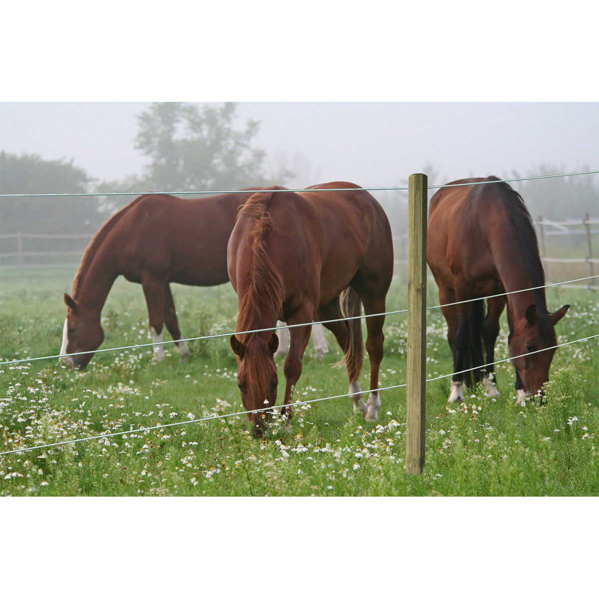 Stahldraht Premium Horse Wire 250 m Bild 7