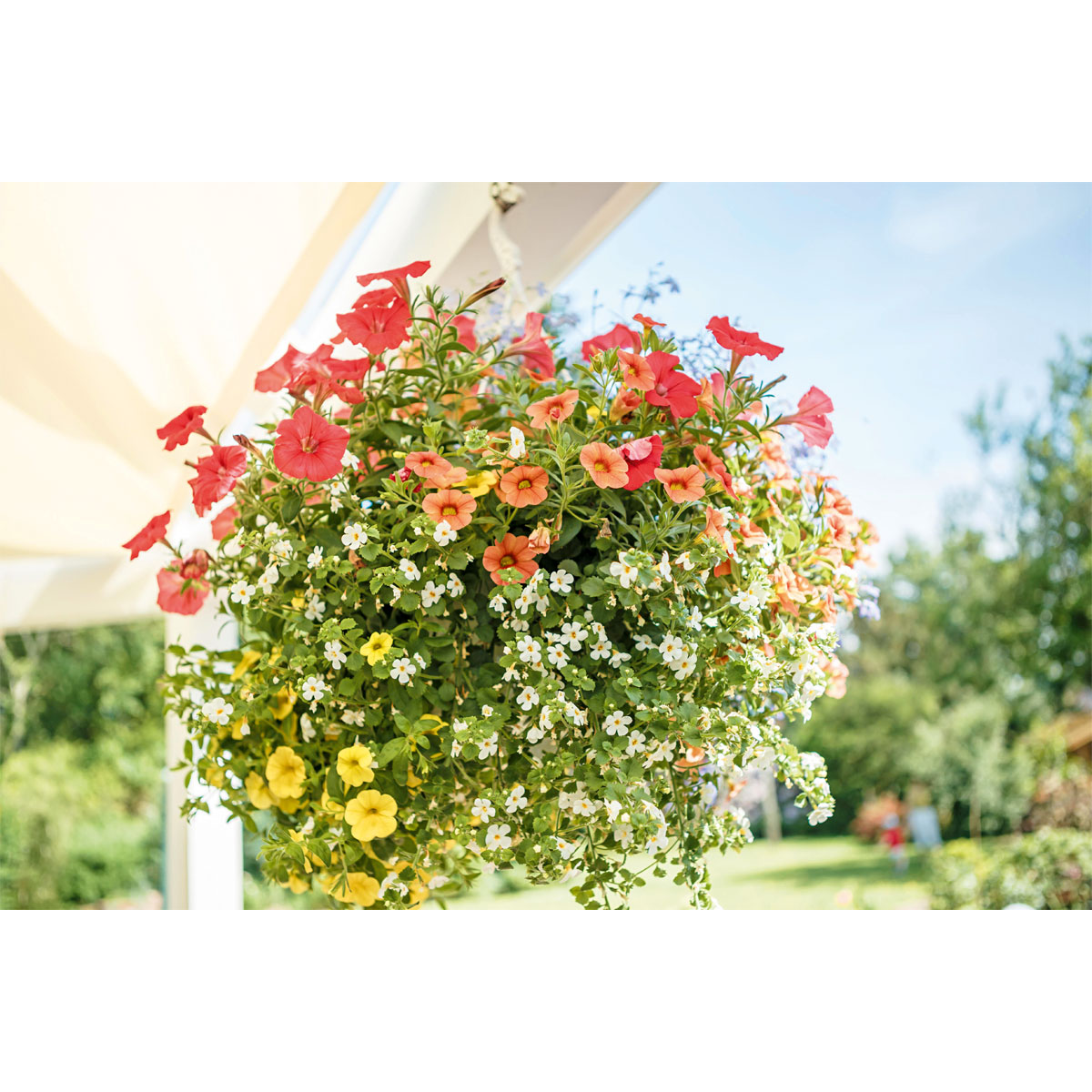 Ampel gemischt bepflanzt Topf Durchmesser 25 cm Bild 2