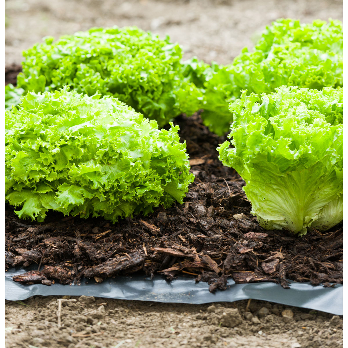 Windhager  Unkrautfolie Anti Weed 0,9x5 m Bild 3