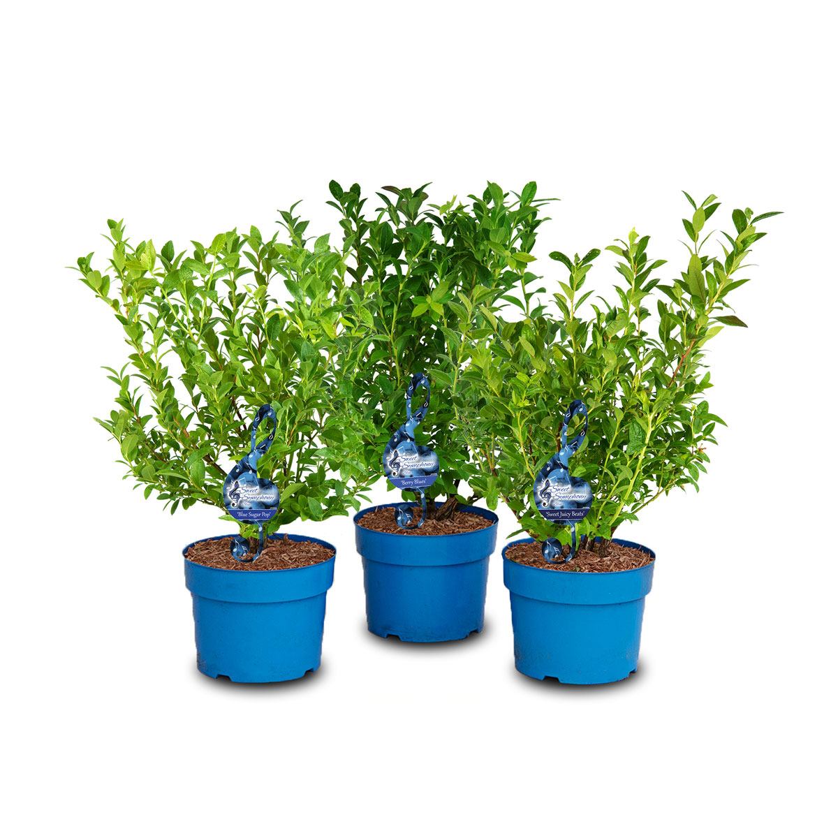 Plantiflor  Heidelbeere Sweet Symhony Serie Topf Durchmesser 23 cm