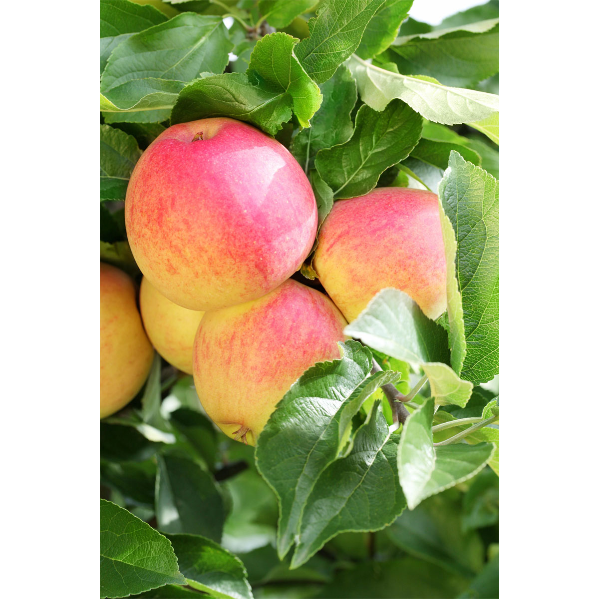 Plantiflor Zwergapfel Galina Stamm Topf Durchmesser 23 cm