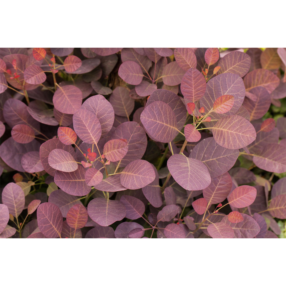 Plantiflor Roter Perückenstrauch Topf Durchmesser 23 cm