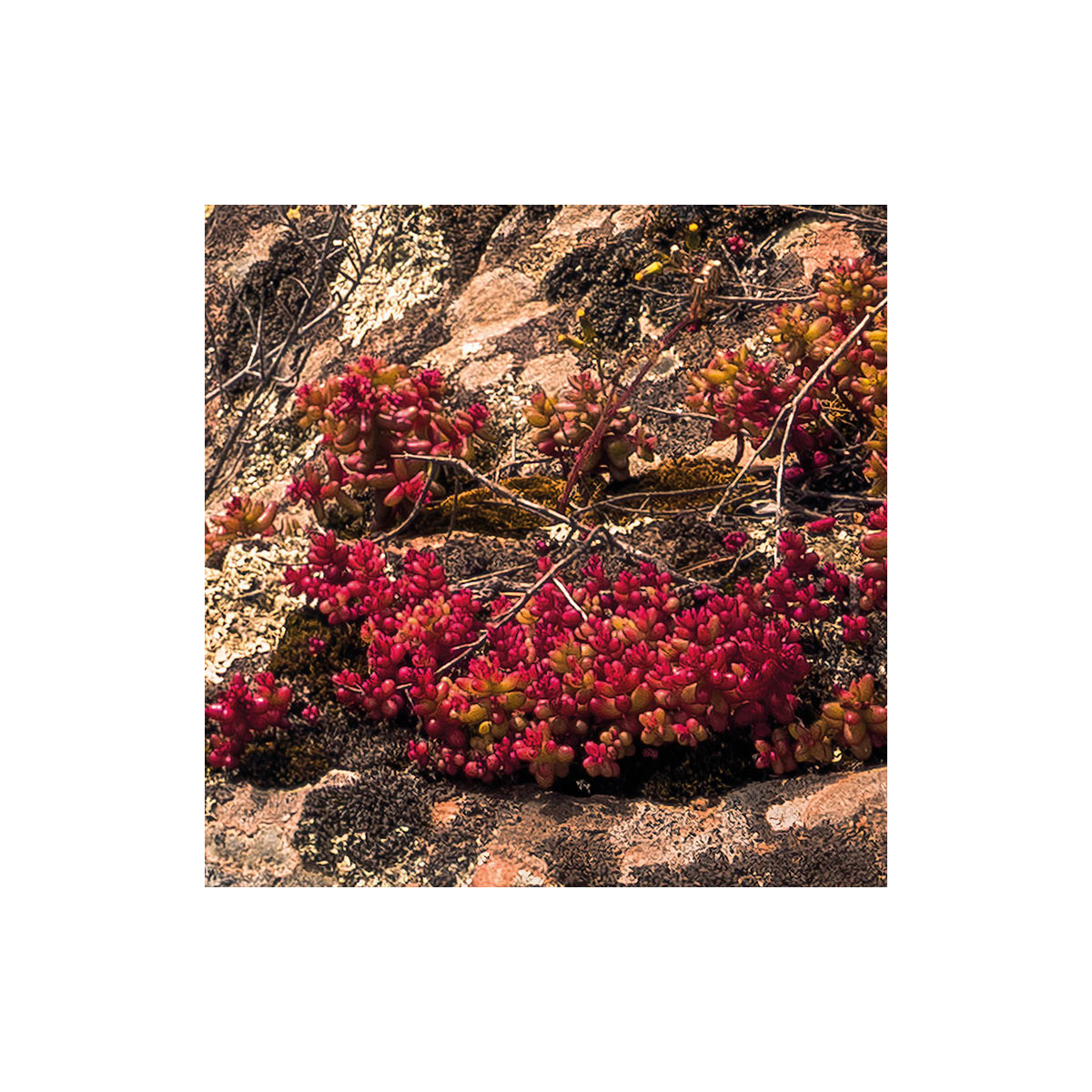 Komar  Vlies Fototapete Rainbow Lands 450x280 cm Bild 5