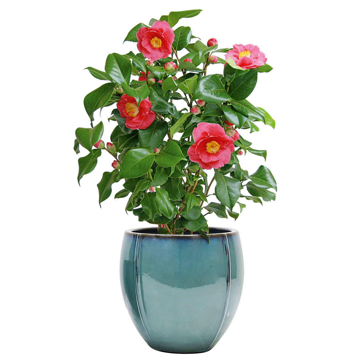 Haveson Pflanztopf Tulipan Keramik 25 x 25 x 24 cm Bild 2