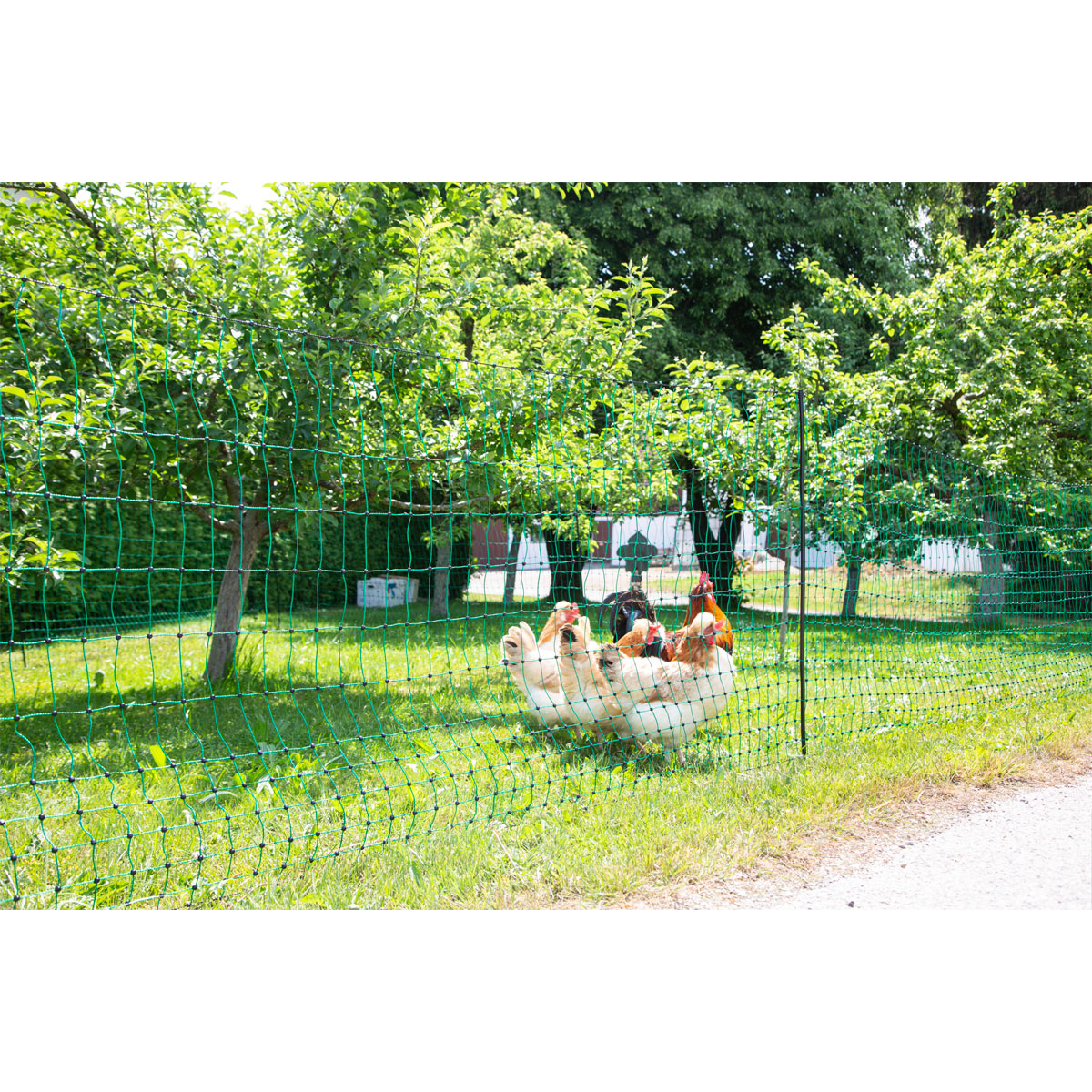 Geflügelnetz PoultryNet Doppelspitze 106 cm 50 m grün Bild 3