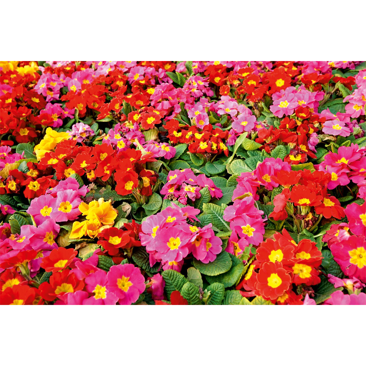 Plantiflor  Primel Topf Durchmesser 10,5 cm Bild 6