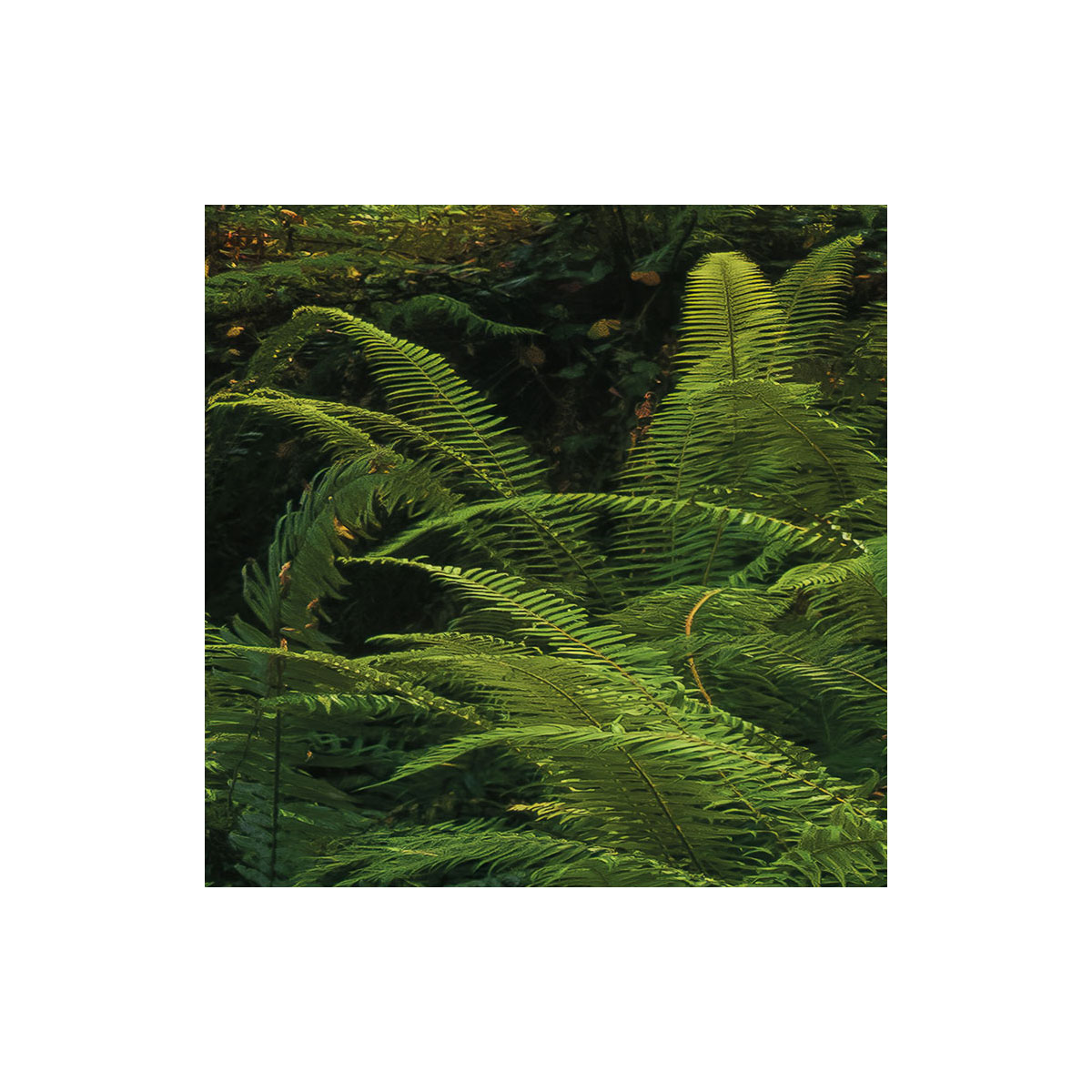 Komar  Vlies Fototapete Goblins Woods 250x280 cm Bild 7