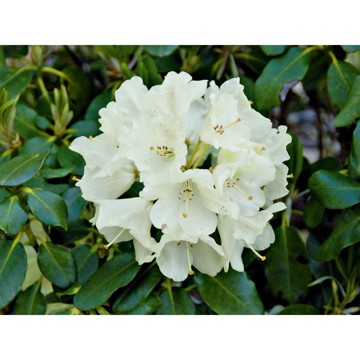 Plantiflor Großblumige Alpenrose Goldkrone Topf Durchmesser 17 cm Bild 2