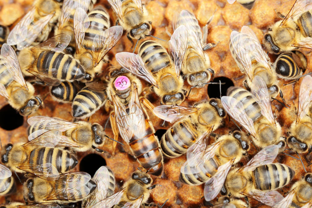 Viele Bienen und die Bienen Königin in der Mitte mit einem Pinken Punkt als Markierung