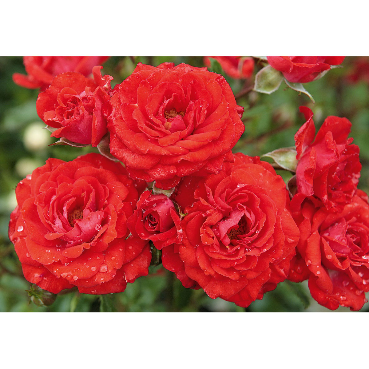 Plantiflor  Bodendeckerrose rosa Topf Durchmesser 19 cm