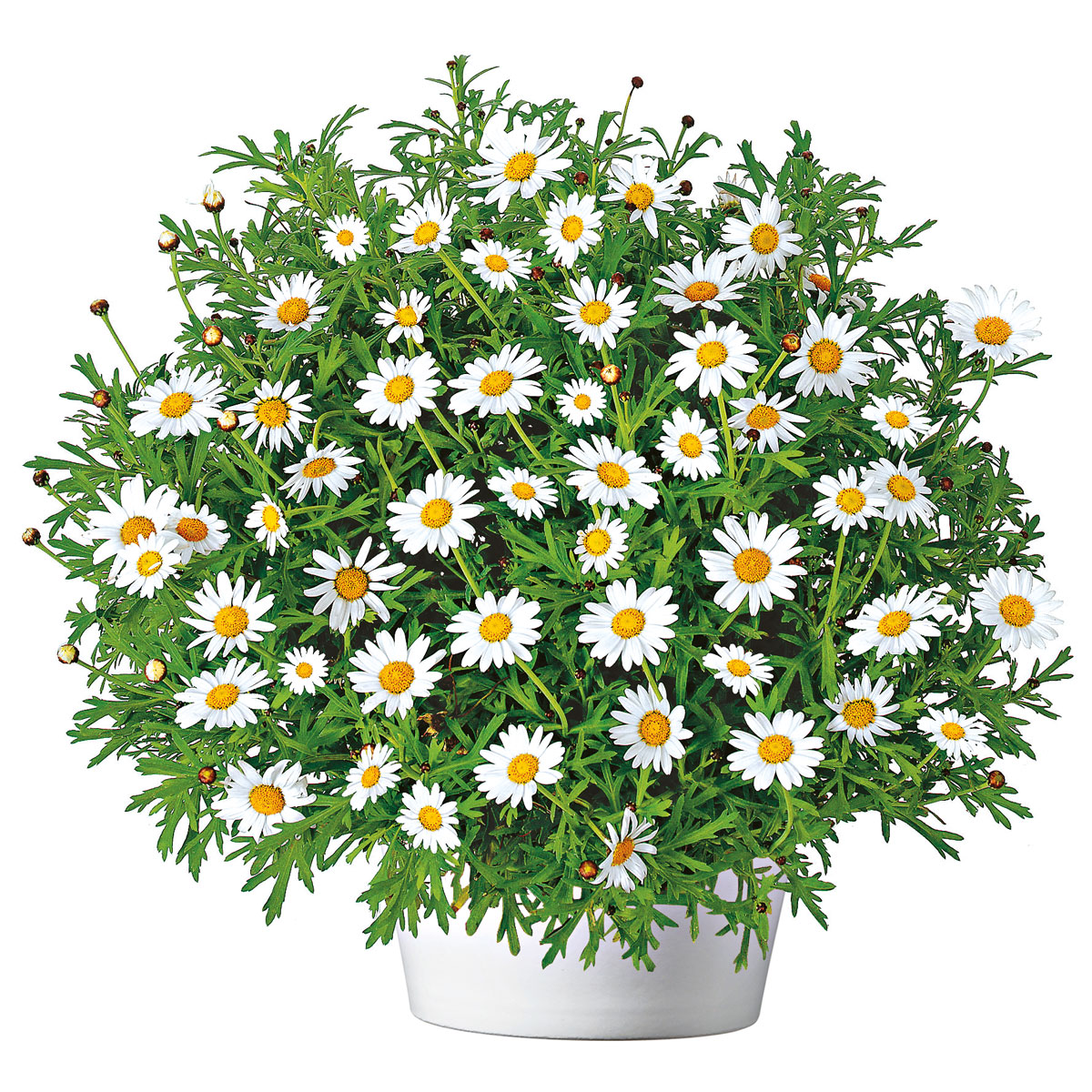 Plantiflor  Margeritenbusch weiß im Topf Durchmesser 18 cm Bild 5