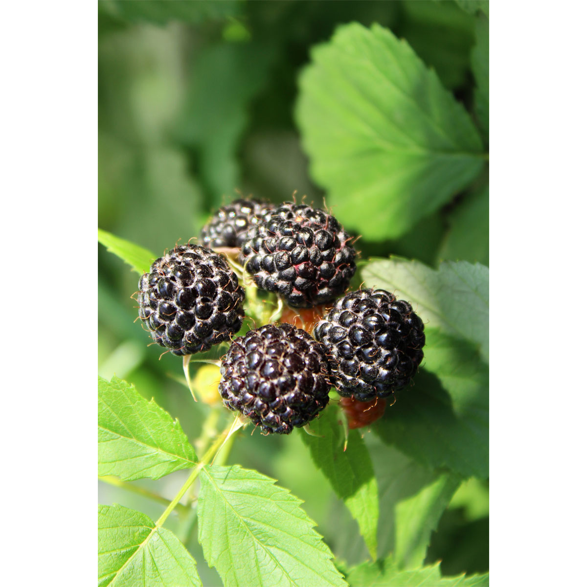 Plantiflor Schwarze Imbeere Black Jewel Topf Durchmesser 17 cm