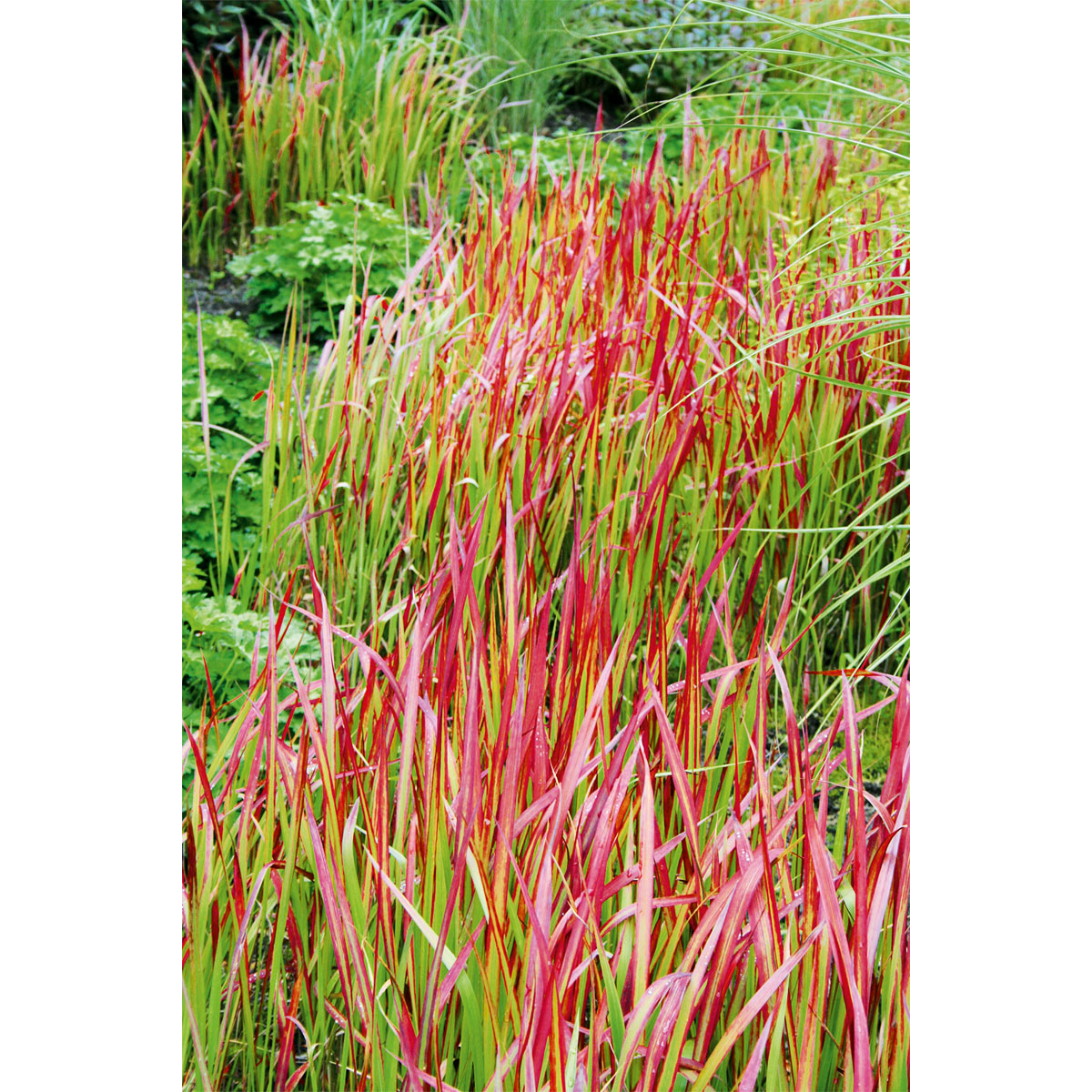 Plantiflor  Japanisches Blutgras Red Baron Topf Durchmesser 19 cm Bild 3