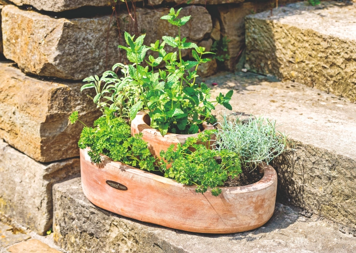 Pflanzengefäß auf einer Treppe in der Sonne
