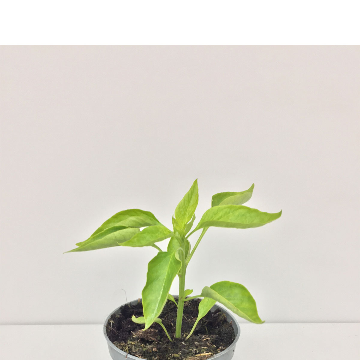 Kugelpaprika Topik Bio Antipasti